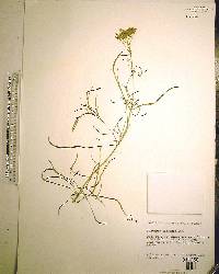 Flaveria linearis image