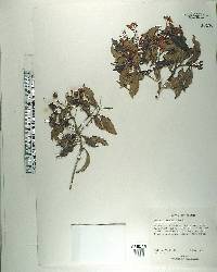 Ardisia crenata image