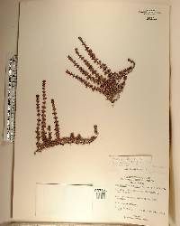 Rachicallis americana image