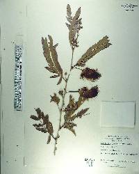 Calliandra haematocephala var. haematocephala image