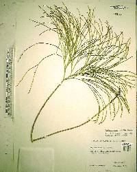 Psilotum nudum image