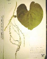 Dioscorea bulbifera image