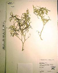 Croton linearis image