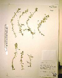 Bacopa monnieri image