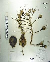 Barringtonia asiatica image