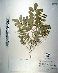 Harpalyce arborescens image