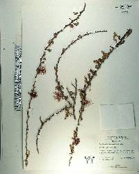 Calliandra haematomma image