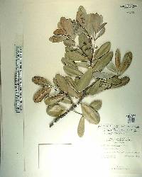 Cassine xylocarpa image