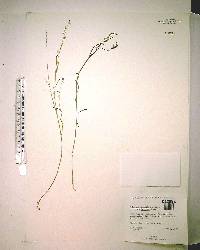 Asemeia grandiflora image