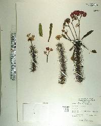 Euphorbia milii image