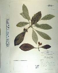 Clusia guatemalensis image