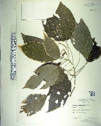 Acalypha wilkesiana image