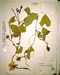 Ipomoea alba image