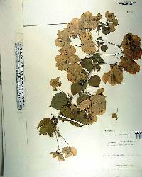 Bougainvillea glabra image