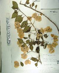 Bougainvillea glabra image