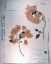 Bougainvillea glabra image