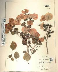 Bougainvillea glabra image