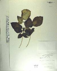 Peperomia urocarpa image