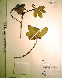 Myrsine floridana image