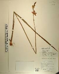 Calopogon tuberosus image