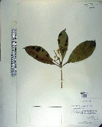 Pittosporum moluccanum image