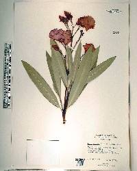 Nerium oleander image