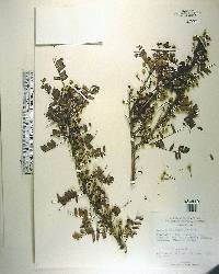 Acacia choriophylla image
