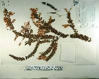 Acacia vestita image