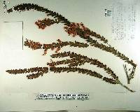 Acacia vestita image
