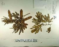 Albizia niopoides image