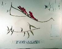 Columnea flaccida image