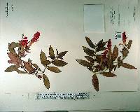 Columnea schiedeana image