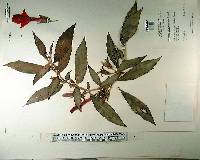 Columnea nicaraguensis image