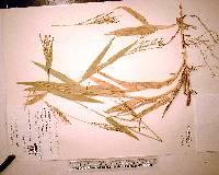 Urochloa adspersa image