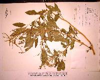 Amaranthus spinosus image