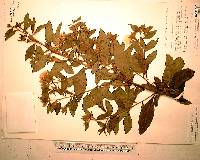 Ludwigia peruviana image