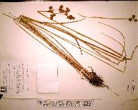 Juncus megacephalus image