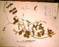 Desmodium incanum image