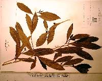 Morinda umbellata image