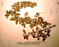 Guettarda elliptica image