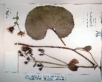 Ligularia sibirica image