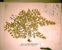 Adiantum tenerum image