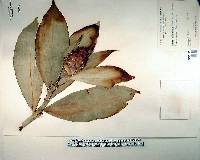 Costus laevis image