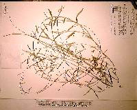 Cynanchum scoparium image