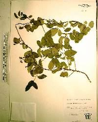 Berchemia scandens image