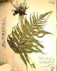 Thelypteris kunthii image