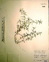 Hedyotis corymbosa image