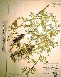 Indigofera spicata image