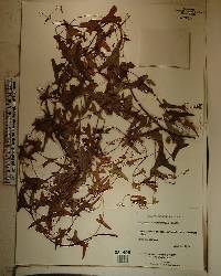 Rajania microphylla image