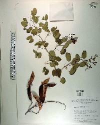 Bauhinia corymbosa image